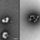 Left: The flu virus before exposure to the peptide. Right: The virus as it appears after exposure. The peptide attaches itself to the virus and literally dismantles it. (Image: David Holthausen)